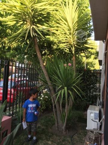 Yuca tipo palmera grande