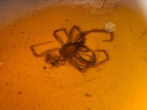 Pequeña araña en ámbar del Cretácico