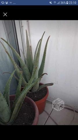 Aloe vera planta grande