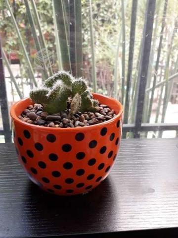 Cactus para regalo