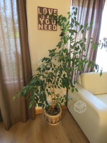 Planta Ficus natural 2 metros + macetero cerámico