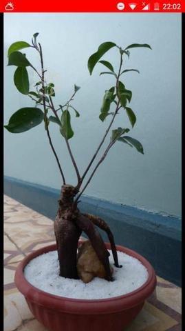 Bonsai Laurel de Indias (Ficus Ginseng)