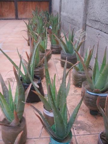 Plantas de Aloe Vera