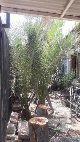 Palmera Canaria