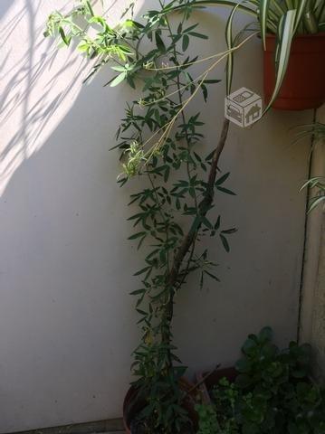 Planta medicinal sen o senna, Salvia