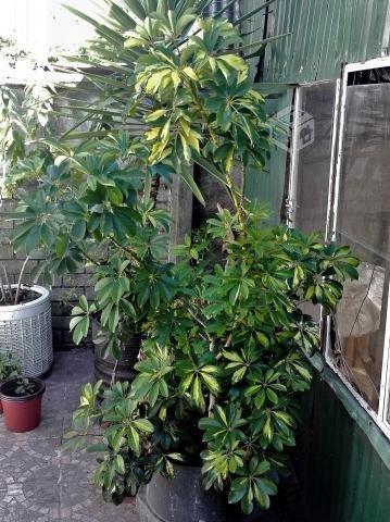 Schefflera