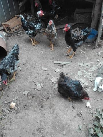 Gallos