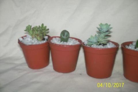 Pequeños cactus souvenir
