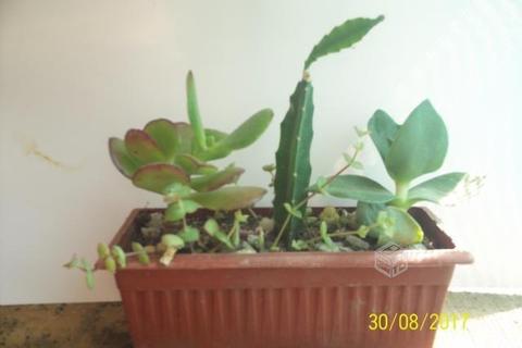 Cactus y suculentas en jardineras