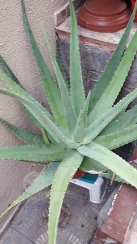 Aloe Vera , planta y hojas