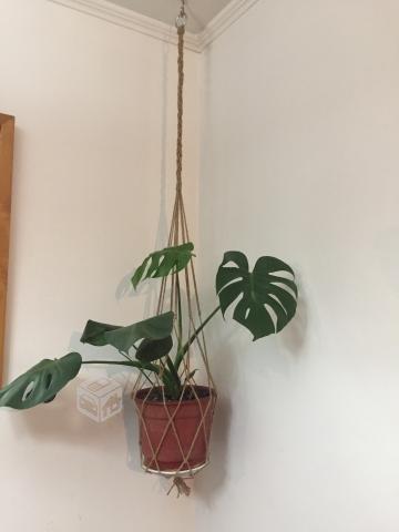 Colgante de planta mas monstera