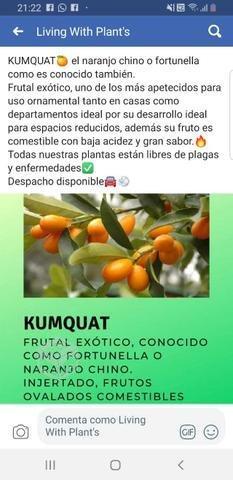 Kumquat fortunella