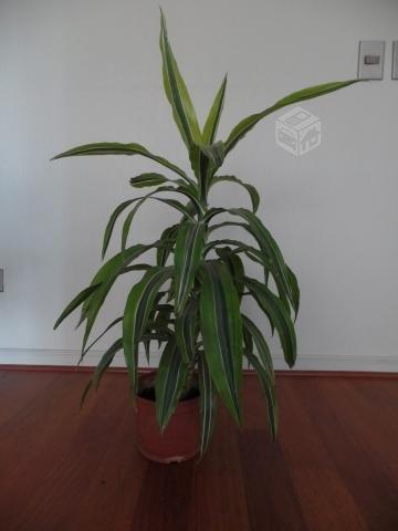 Planta de Interior - Dracaena Fragrans