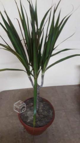 Dracaena marginata