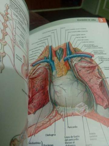 Netter libro anatomía