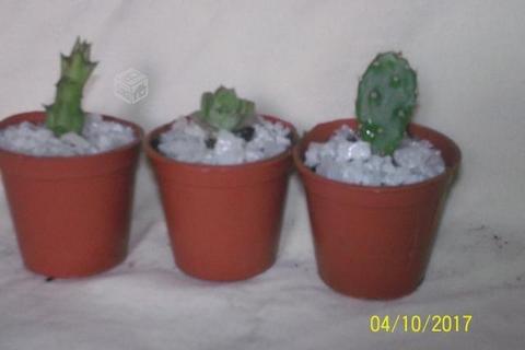 Suculentas y cactus para recuerdo eventos
