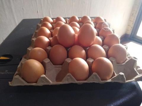 Huevos gallinas felices