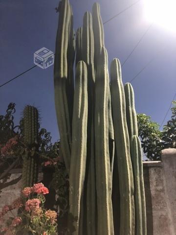 Cactus San Pedro 2 mt
