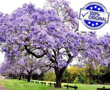 Arbol Emperatriz 300 semillas