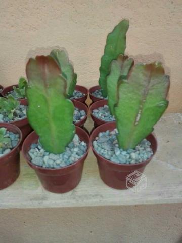 cactus y suculentas