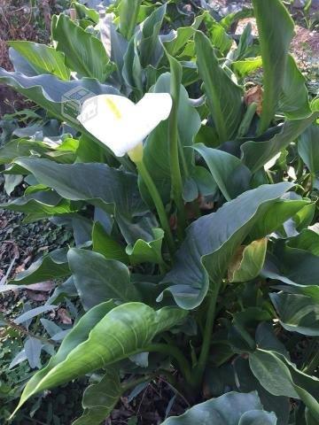 Calas blancas desde 2mil