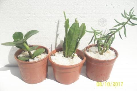 Cactus enanos